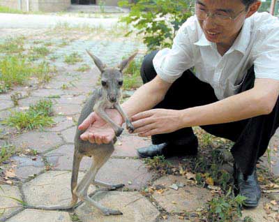 小袋鼠粘上饲养员奶爸(图)