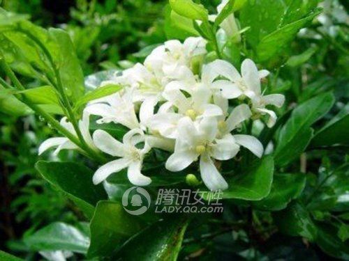 种植天然蚊香